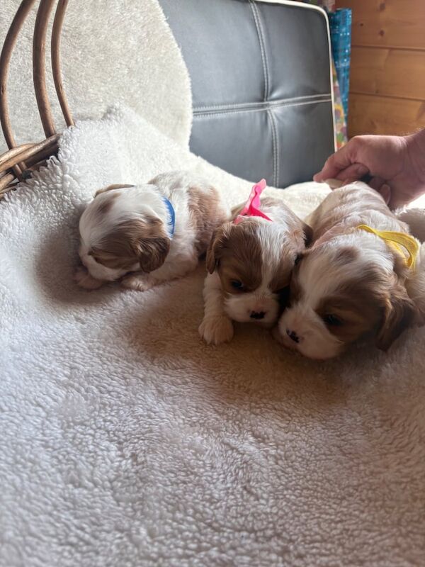Cavalier King Charles puppies for sale in Widnes, Cheshire | Image 2