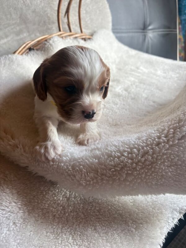 Cavalier King Charles puppies for sale in Widnes, Cheshire - Image 3