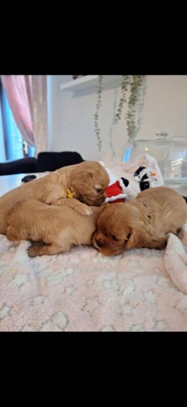 Cavalier King Charles Spaniel puppies for sale in Newtownabbey, County Antrim – KC registered, 4 weeks old