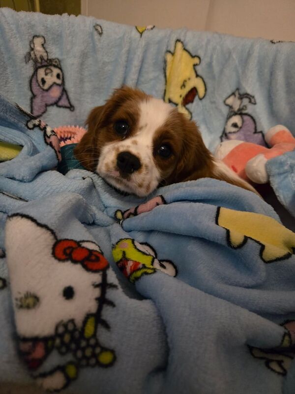 Cavalier King Charles Spaniel puppies for sale in Leicester, Leicestershire – 3 months old