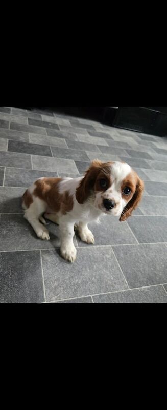 Cavalier King Charles Spaniel puppies for sale in Leicester, Leicestershire – 3 months old - Image 2 of 3