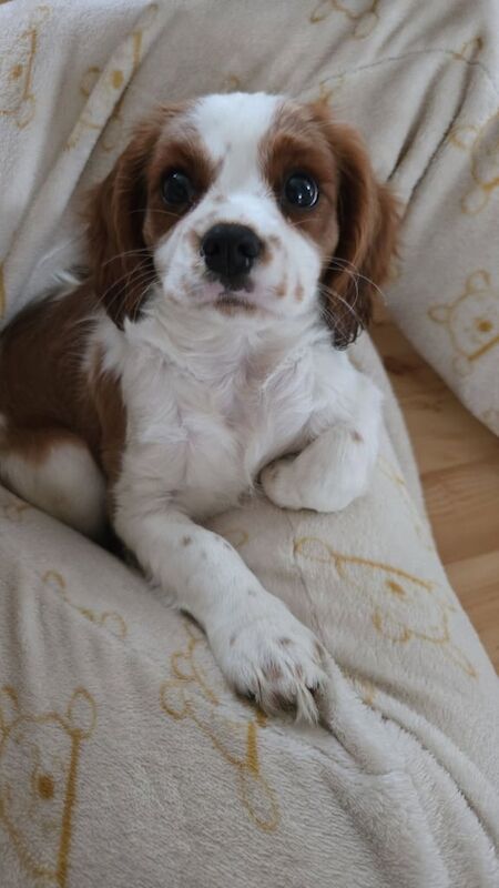 Cavalier King Charles Spaniel puppies for sale in Leicester, Leicestershire – 3 months old - Image 3 of 3