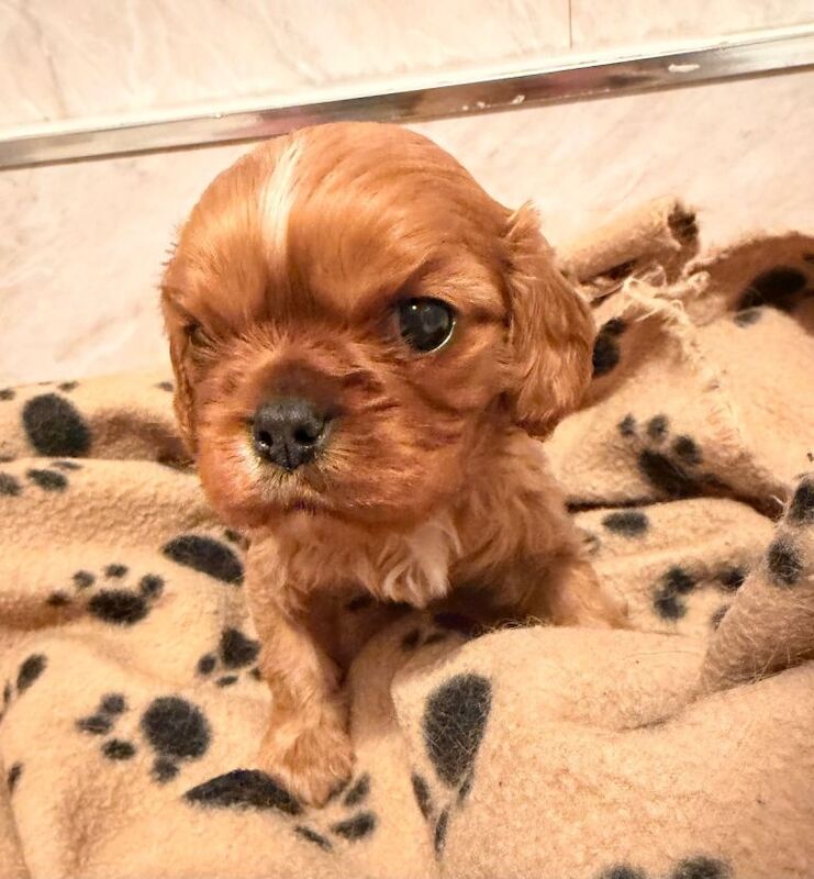 King Charles Spaniel Puppies For Sale
