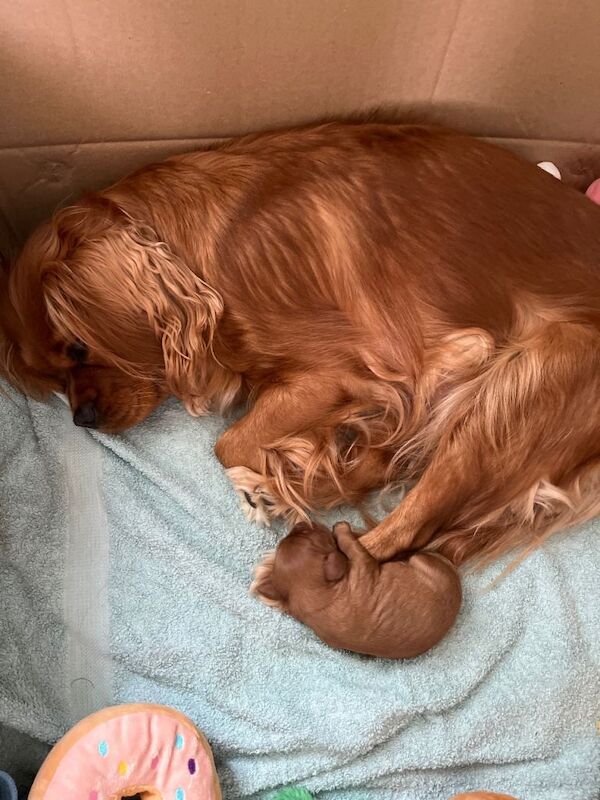 Kennel Club Registered Cavalier King Charles Spaniel Puppies For Sale