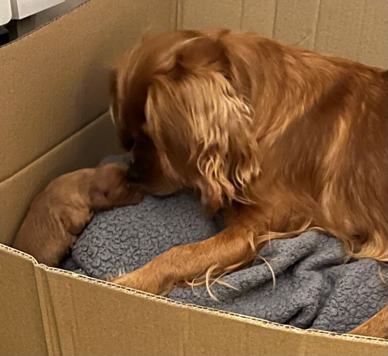 Cavalier king charles puppy - Image 2 of 3