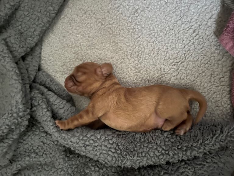 Cavalier king charles puppy - Image 3 of 3