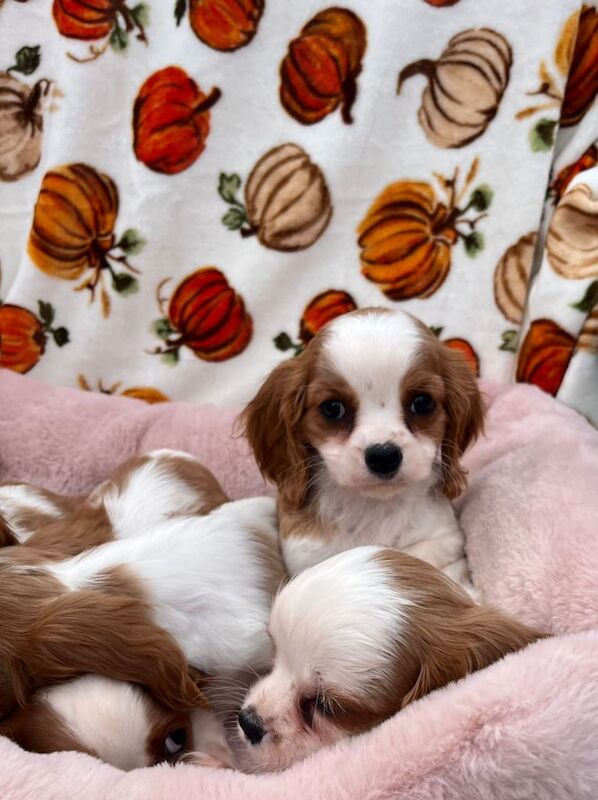 Cavalier King Charles Spaniel puppies for sale in Barking, Greater London – 9 weeks old