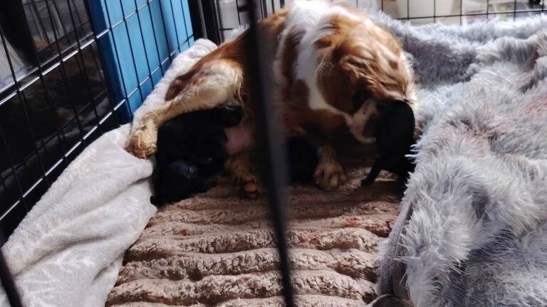 Kennel Club Registered Cavalier King Charles Spaniel Puppies For Sale