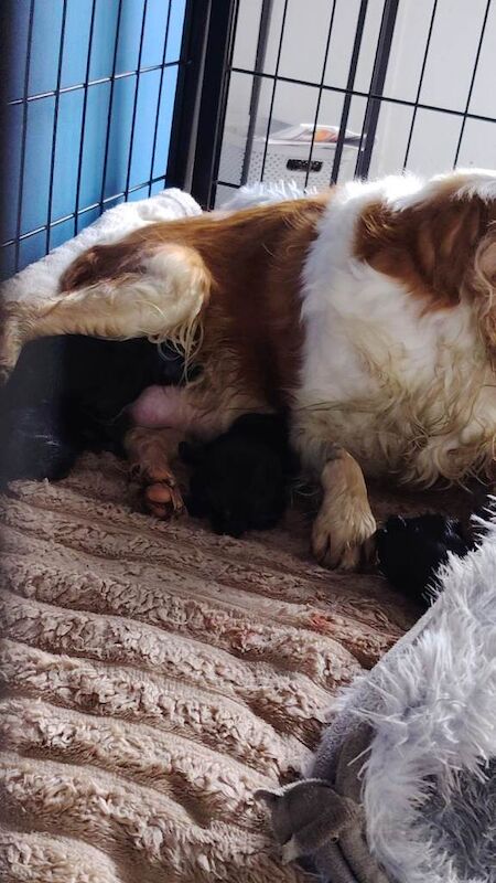 Cavalier King Charles Spaniel puppies for sale in County Antrim – KC registered, 8 weeks old - Image 2 of 5