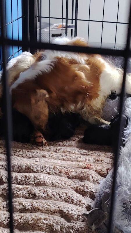 Cavalier King Charles Spaniel puppies for sale in County Antrim – KC registered, 8 weeks old - Image 3 of 5