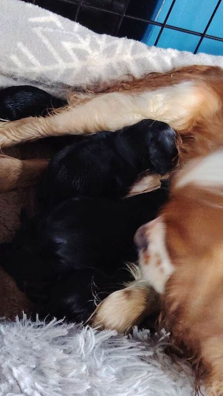 Cavalier King Charles Spaniel puppies for sale in County Antrim – KC registered, 8 weeks old - Image 4 of 5