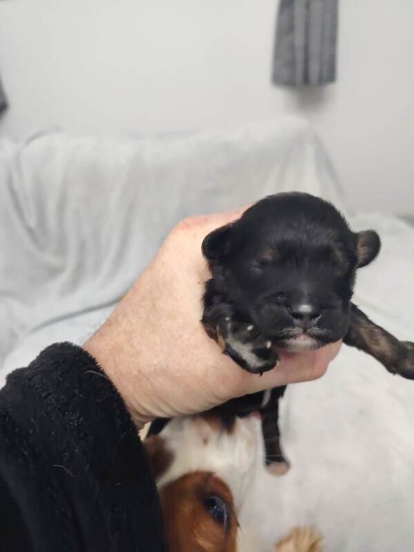 Cavalier King Charles Spaniel puppies for sale in County Antrim – KC registered, 8 weeks old - Image 5 of 5