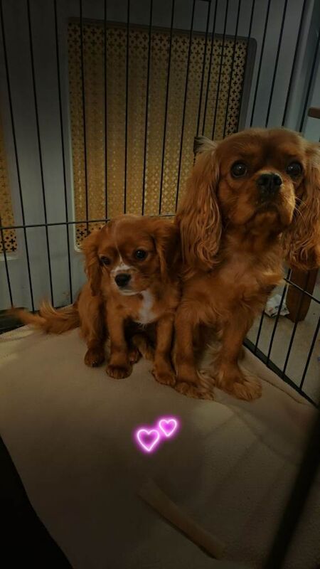 Cavalier King Charles Spaniel puppies for sale in Workington, Cumbria – KC registered, 3 months old