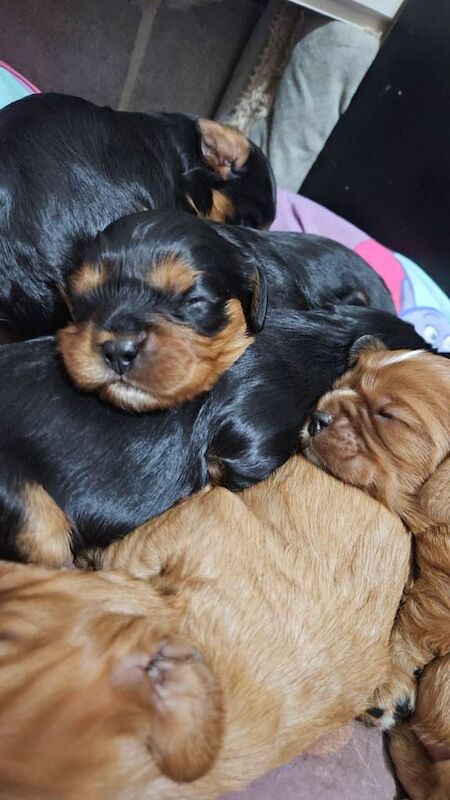Cavalier King Charles Spaniel puppies for sale in Magherafelt, County Londonderry – 4 weeks old