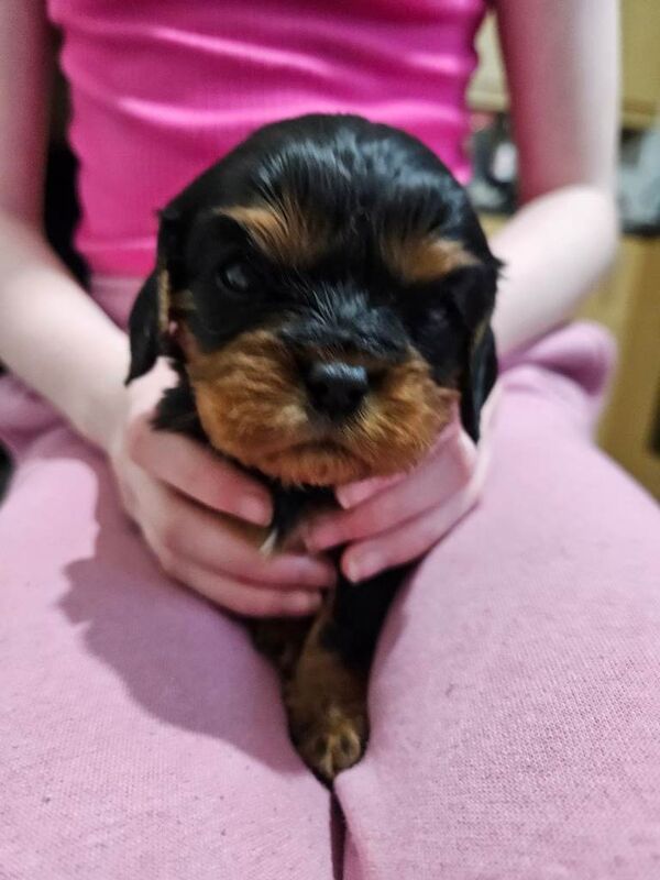Cavalier King Charles Spaniel puppies for sale in Magherafelt, County Londonderry – 4 weeks old - Image 2 of 4