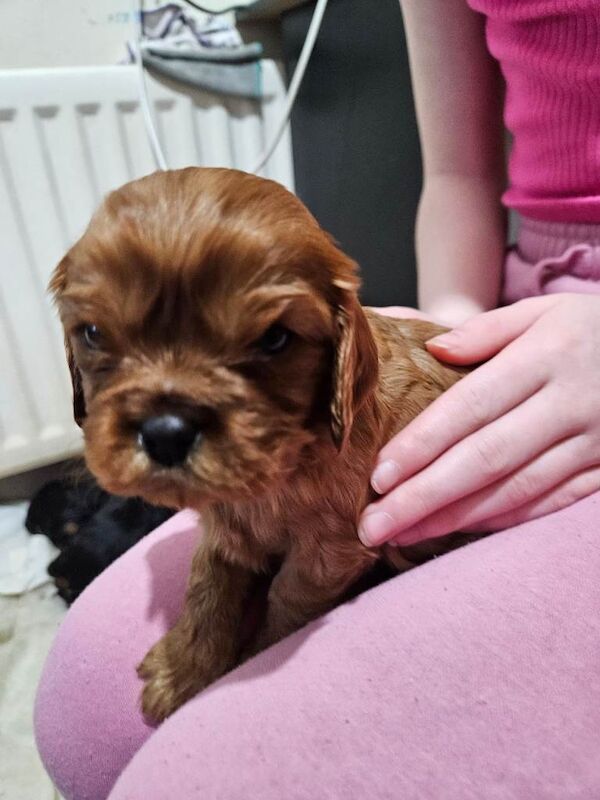 Cavalier King Charles Spaniel puppies for sale in Magherafelt, County Londonderry – 4 weeks old - Image 3 of 4