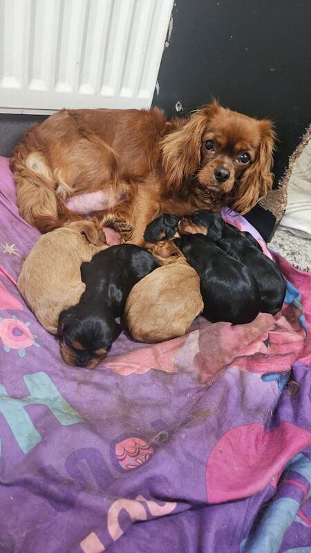 Cavalier King Charles Spaniel puppies for sale in Magherafelt, County Londonderry – 4 weeks old - Image 4 of 4