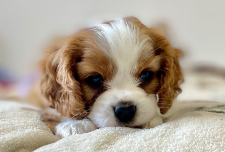 Cavalier King Charles Spaniel puppies for sale in Milton Keynes, Buckinghamshire – KC registered, 7 weeks old