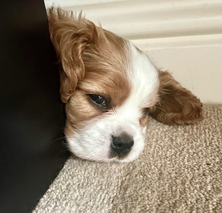 Cavalier King Charles Spaniel puppies for sale in Milton Keynes, Buckinghamshire – KC registered, 7 weeks old - Image 2 of 3