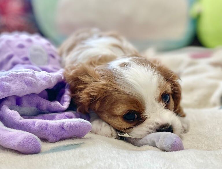 Cavalier King Charles Spaniel puppies for sale in Milton Keynes, Buckinghamshire – KC registered, 7 weeks old - Image 3 of 3
