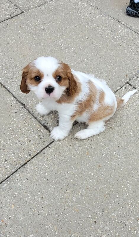 Cavalier King Charles Spaniel puppies for sale in Stevenage, Hertfordshire – 9 weeks old