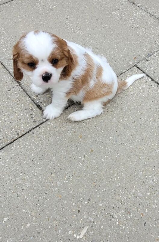 Cavalier King Charles Spaniel puppies for sale in Stevenage, Hertfordshire – 9 weeks old - Image 2 of 3
