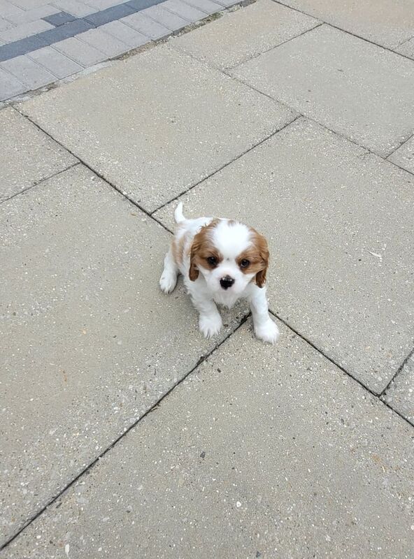 Cavalier King Charles Spaniel puppies for sale in Stevenage, Hertfordshire – 9 weeks old - Image 3 of 3