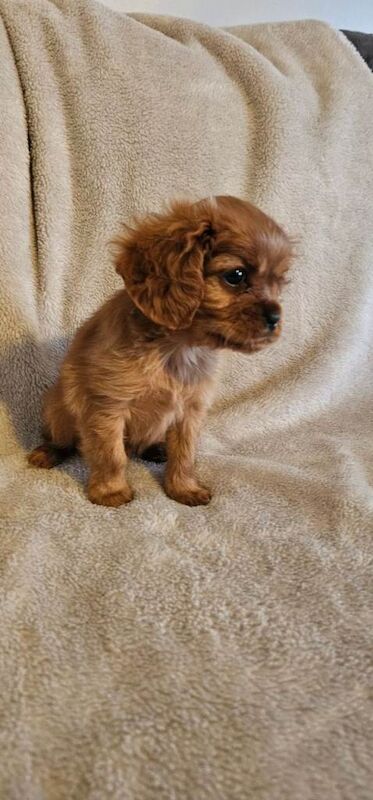 Cavalier King Charles Spaniel puppies for sale in Sunderland, Tyne and Wear – KC registered, 8 weeks old