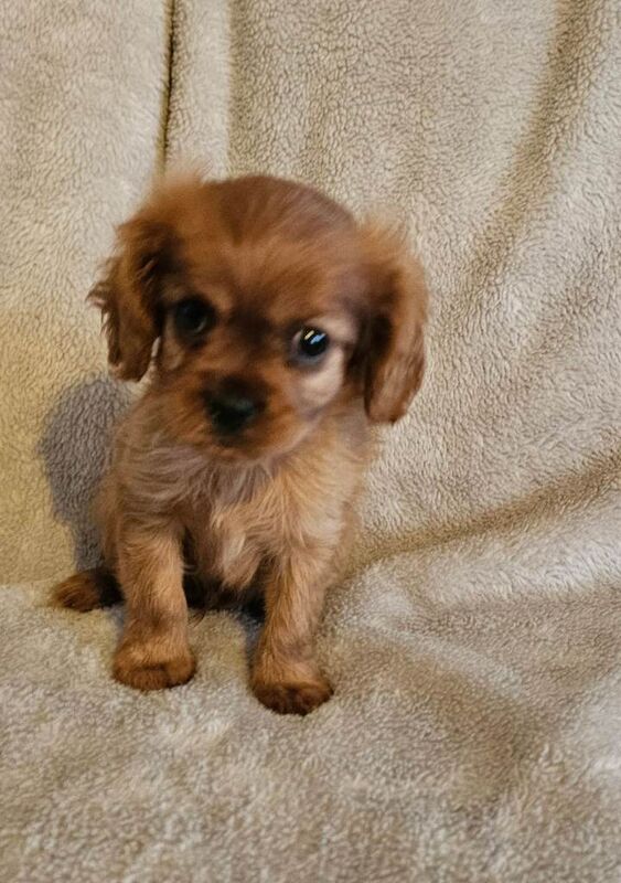 Cavalier King Charles Spaniel puppies for sale in Sunderland, Tyne and Wear – KC registered, 8 weeks old - Image 2 of 5