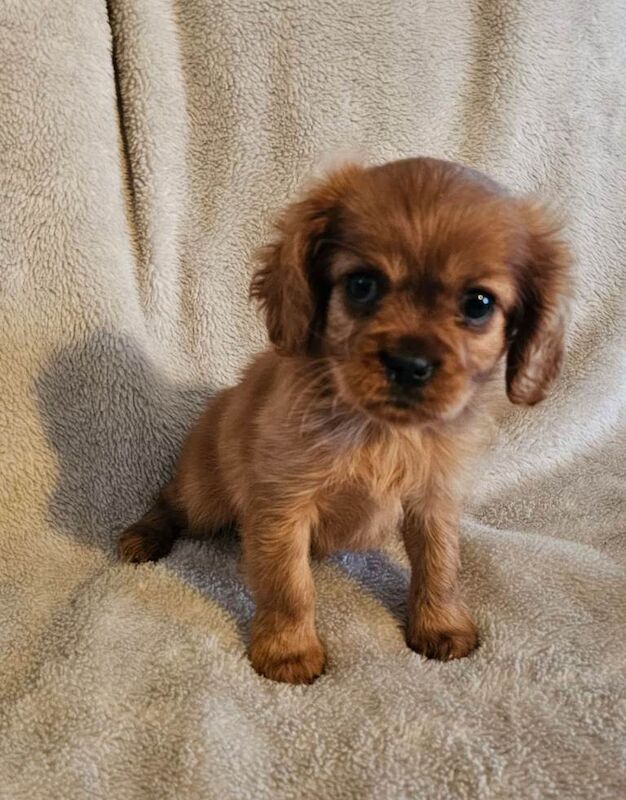 Cavalier King Charles Spaniel puppies for sale in Sunderland, Tyne and Wear – KC registered, 8 weeks old - Image 4 of 5