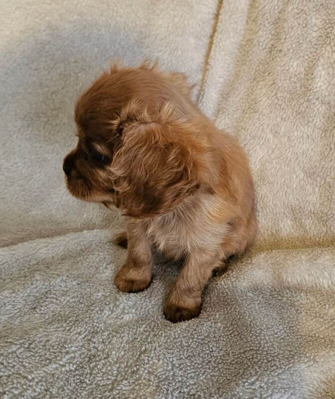 Cavalier King Charles Spaniel puppies for sale in Sunderland, Tyne and Wear – KC registered, 8 weeks old - Image 5 of 5