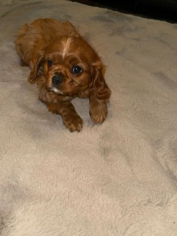 Cavalier King Charles Spaniel puppies for sale in Kidderminster, Worcestershire – 7 weeks old