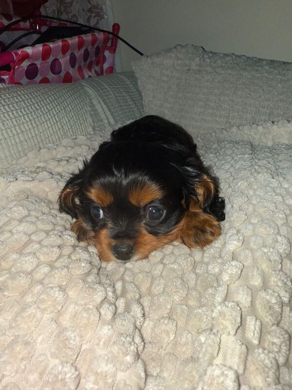 Cavalier King Charles Spaniel - Image 2 of 5