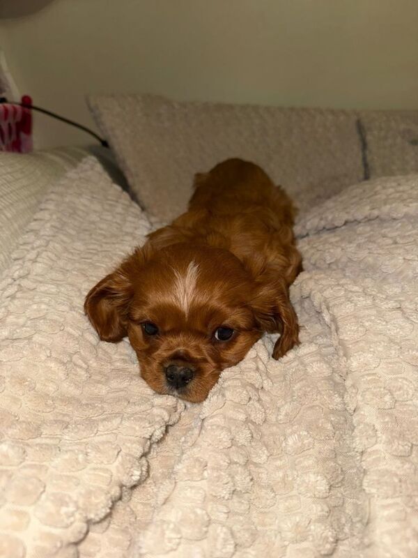 Cavalier King Charles Spaniel - Image 3 of 5