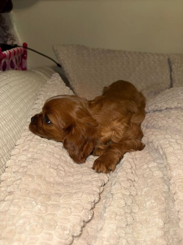 Cavalier King Charles Spaniel - Image 5 of 5