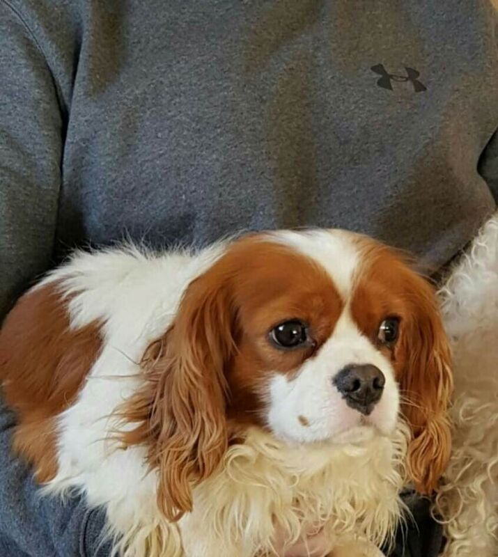 King Charles Spaniel Puppies For Sale