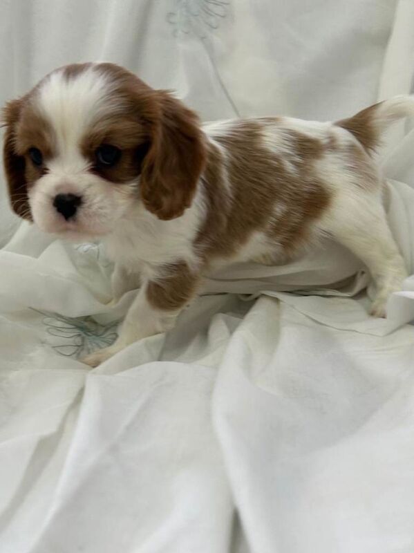 Cavalier king charles spaniel