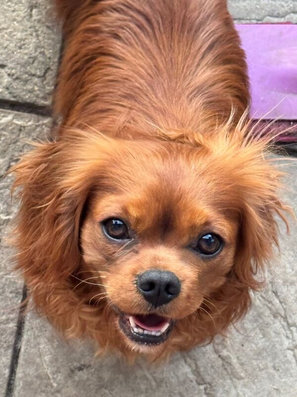 Cavalier King Charles spaniel dna health tested for sale in Fareham, Hampshire - Image 2