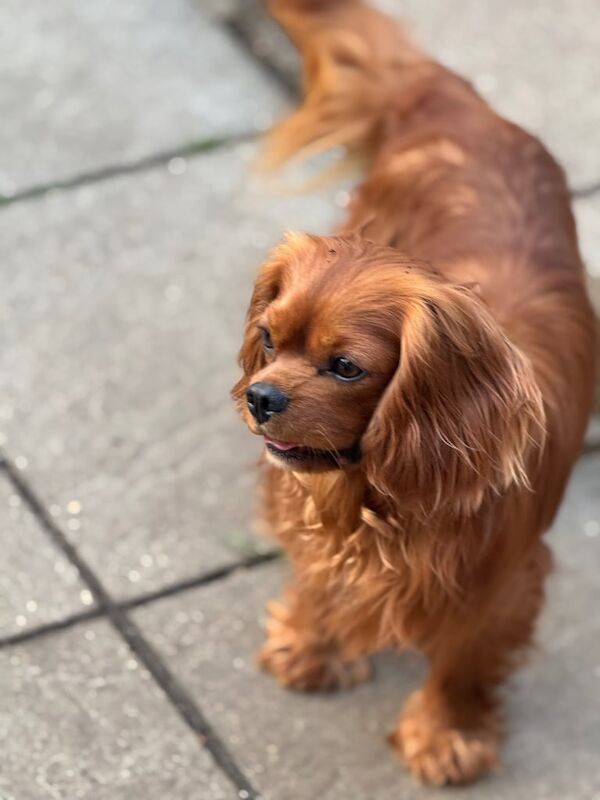 Cavalier King Charles spaniel dna health tested for sale in Fareham, Hampshire - Image 3