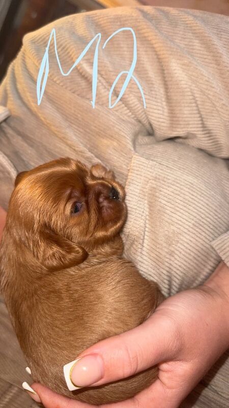 Cavalier King Charles Spaniel puppies for sale in Portadown, County Armagh – 2 weeks old