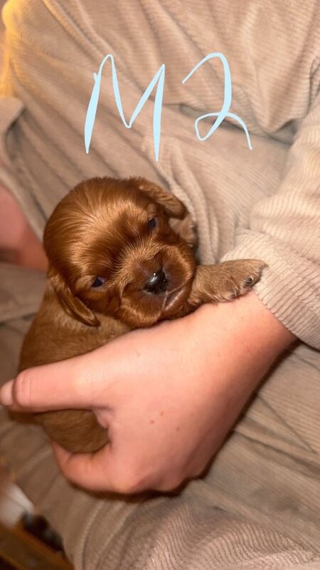 Cavalier King Charles Spaniel puppies for sale in Portadown, County Armagh – 2 weeks old - Image 2 of 3