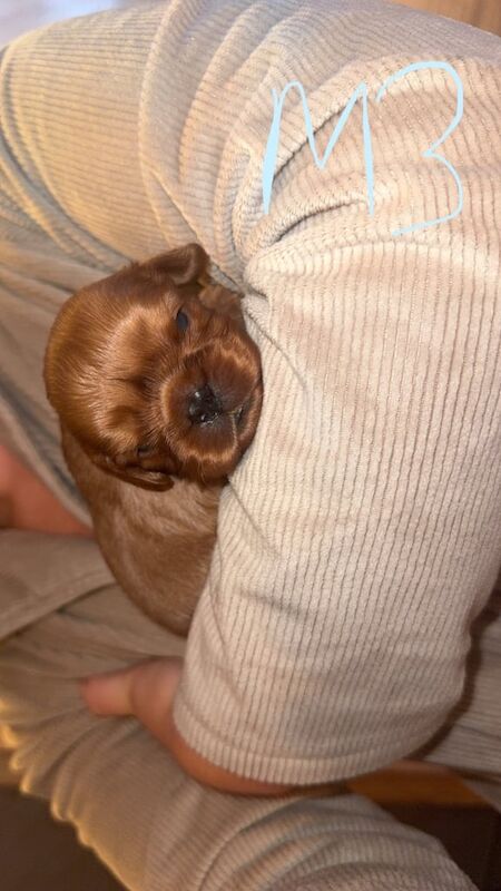 Cavalier King Charles Spaniel puppies for sale in Portadown, County Armagh – 2 weeks old - Image 3 of 3