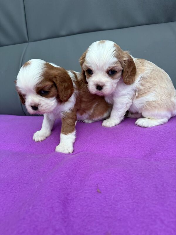 Cavalier King Charles Spaniel puppies for sale in Derby, Derbyshire – 5 weeks old