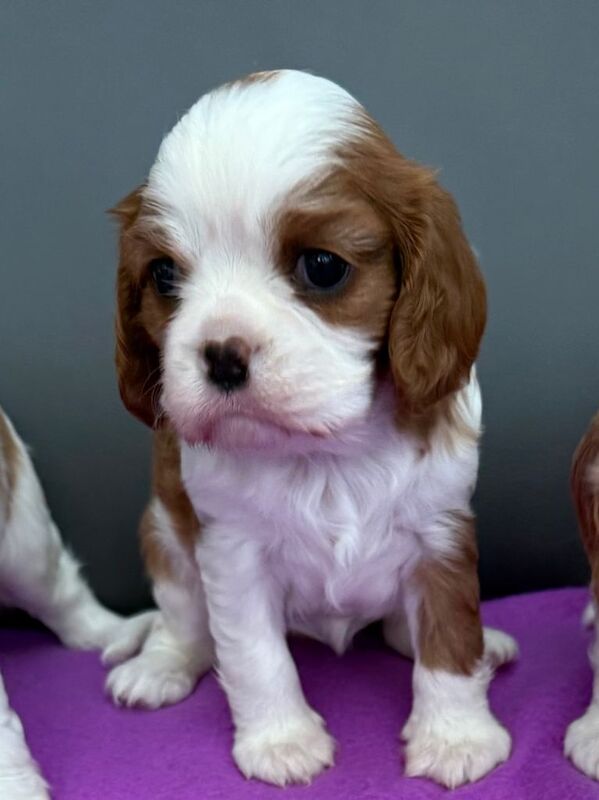 Cavalier King Charles Spaniel puppies for sale in Derby, Derbyshire – 12 weeks old - Image 2 of 3