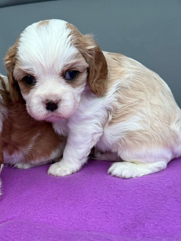 Cavalier King Charles Spaniel puppies for sale in Derby, Derbyshire – 12 weeks old - Image 3 of 3