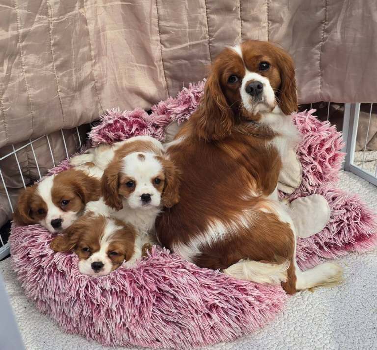 Cavalier king charles spaniel puppies