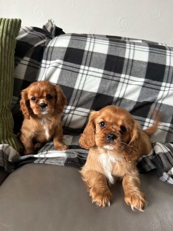 Cavalier king Charles spaniel puppies