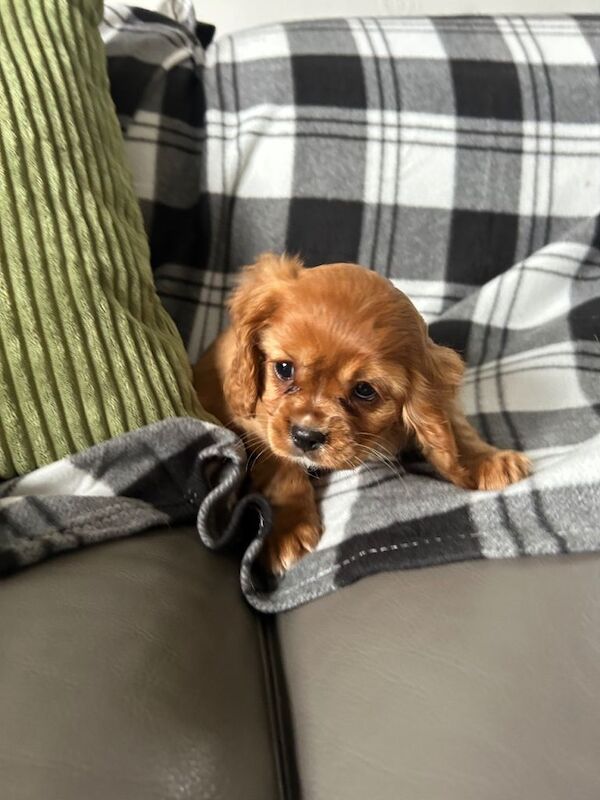 Cavalier king Charles spaniel puppies - Image 2 of 4
