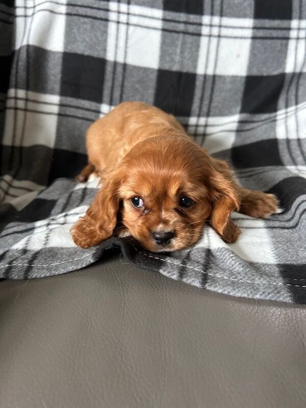 Cavalier king Charles spaniel puppies - Image 3 of 4