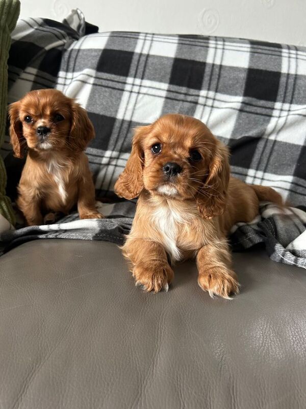 Cavalier king Charles spaniel puppies - Image 4 of 4